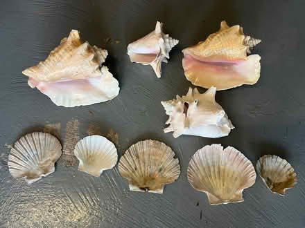 Photo of free shells various used condition (Fairmilehead EH10) #1