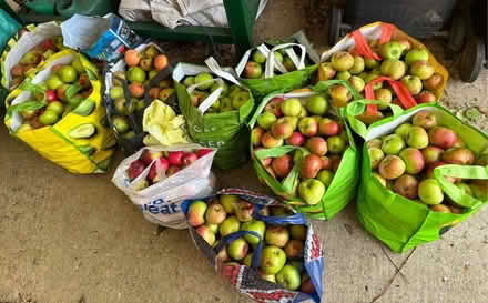 Photo of free Cooking apples (Eastbourne BN20) #1