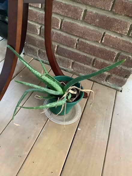 Photo of free Aloe plant (Brightwood, Washington D) #1