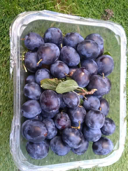Photo of free Plums (Leighton buzzard LU7) #1