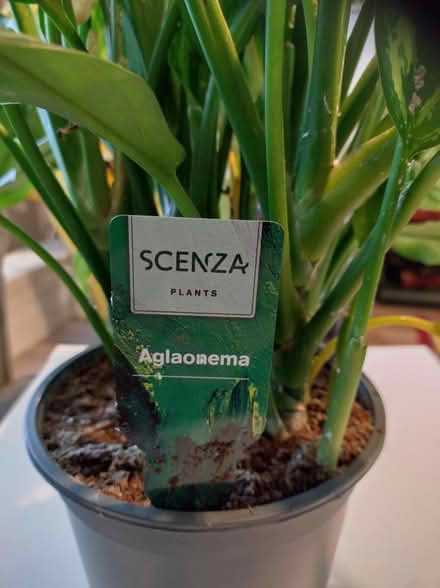 Photo of free Indoor House Plant (Killiney) #2