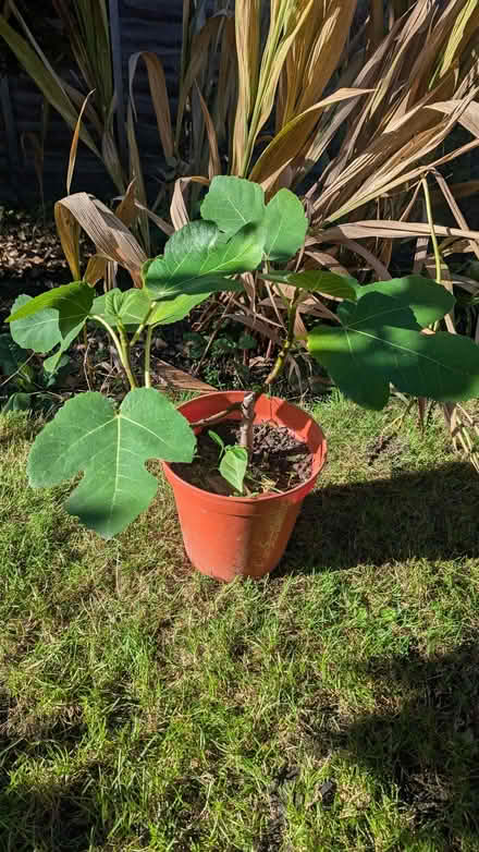 Photo of free Fig tree (Easthampstead RG12) #1