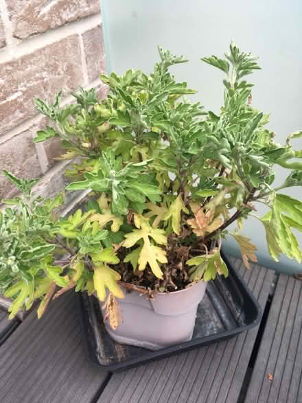 Photo of free Various garden plants (Greenwich MV, SE10) #3