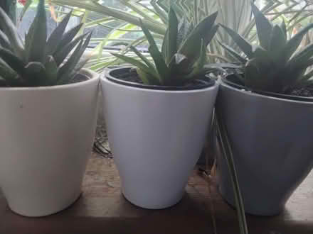 Photo of free Three little succulents in three little pots (Northern Moor M23) #1