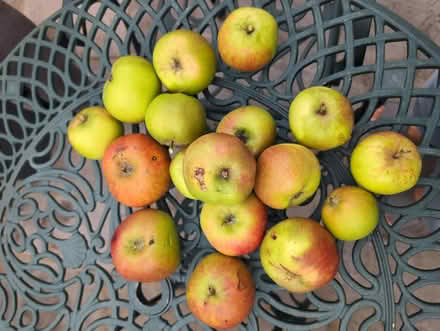 Photo of free Fresh apples from the tree (Caterham on the Hill CR3) #1
