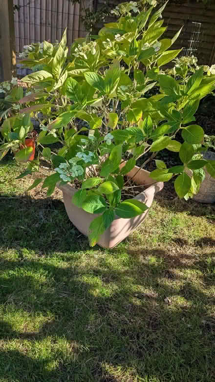 Photo of free Hydrangea plant (Easthampstead RG12) #1