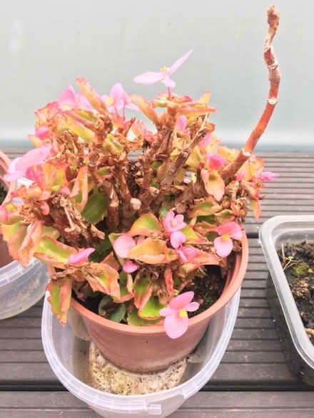 Photo of free Various garden plants (Greenwich MV, SE10) #1