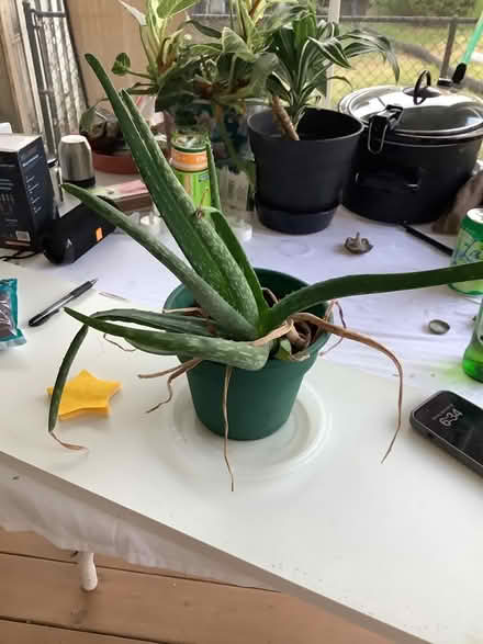 Photo of free Aloe plant (Brightwood, Washington D) #2