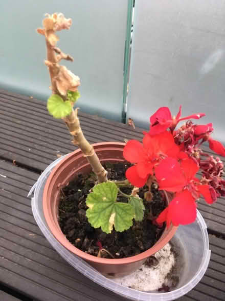 Photo of free Various garden plants (Greenwich MV, SE10) #2