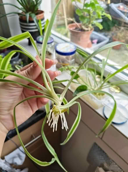 Photo of free 3 spider plants (SW15) #2
