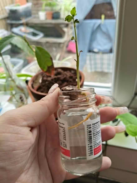 Photo of free Plum tree (SW15) #1