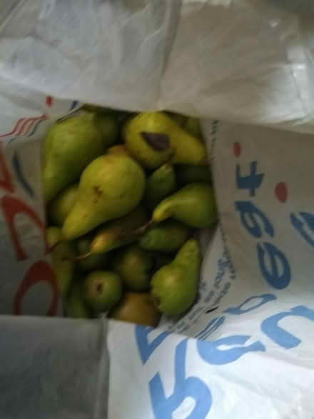 Photo of free Pears (Leighton buzzard LU7) #1