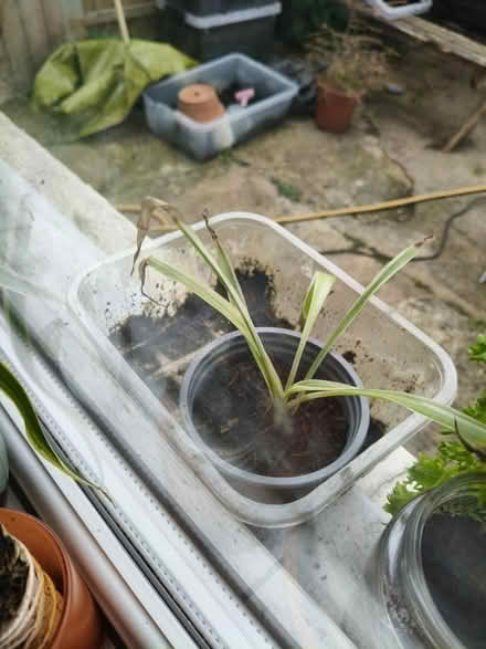 Photo of free 3 spider plants (SW15) #3