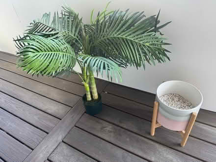 Photo of free Realistic Plastic Plant (Near Davis Square, Somerville) #1