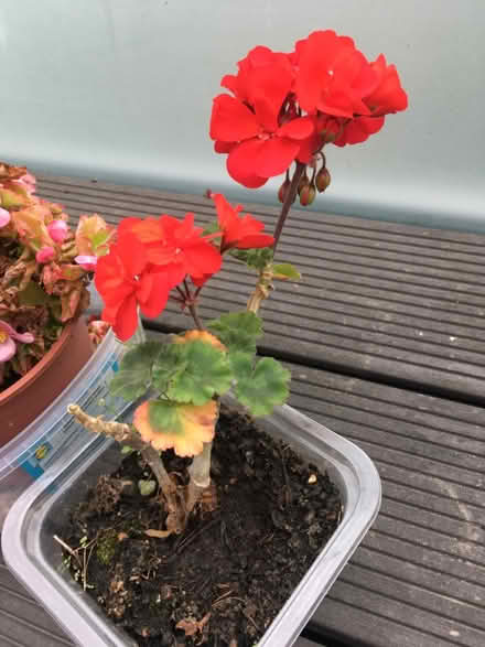 Photo of free Various garden plants (Greenwich MV, SE10) #4