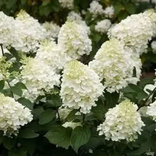 Photo of White Japanese anemones/ hydrangea paniculata cuttings (Cubbington CV32) #1