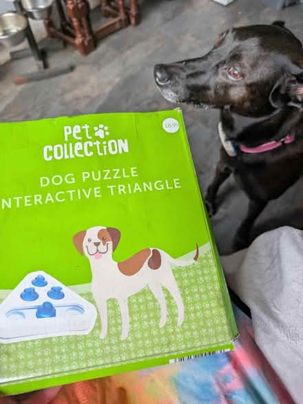 Photo of free Dog puzzle (DA16) #1