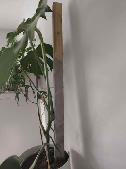 Photo of 2 long wood pieces like the picture (SW15) #1