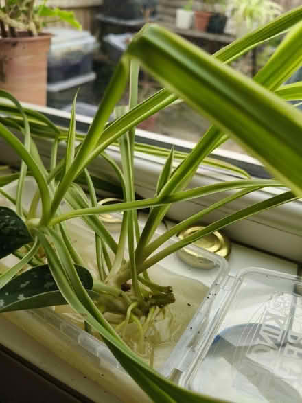 Photo of free 3 spider plants (SW15) #1
