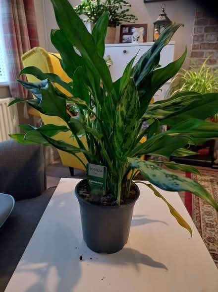 Photo of free Indoor House Plant (Killiney) #1