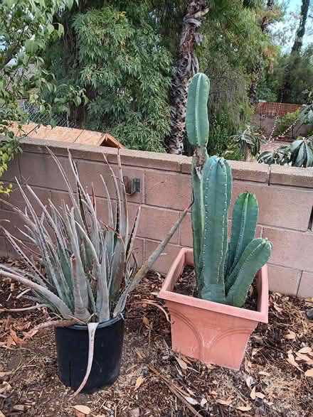 Photo of free Aloe and Cactus (Eastern Lake View Terrace) #1