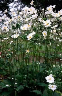 Photo of White Japanese anemones/ hydrangea paniculata cuttings (Cubbington CV32) #2