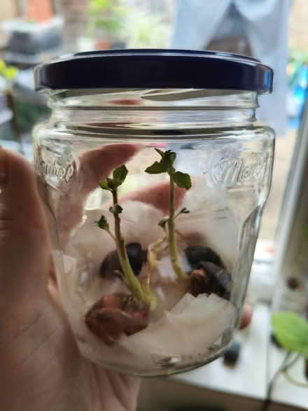 Photo of free 2 plum baby sprouts (SW15) #1