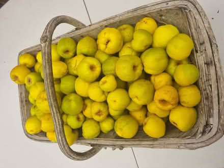 Photo of free Japanese quinces (Coley RG30) #1