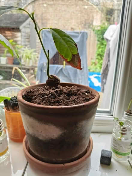 Photo of free Avocado tree (SW15) #1