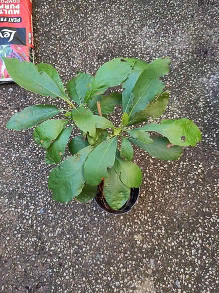 Photo of free Small avocado tree (L1 Liverpool City Centre) #1