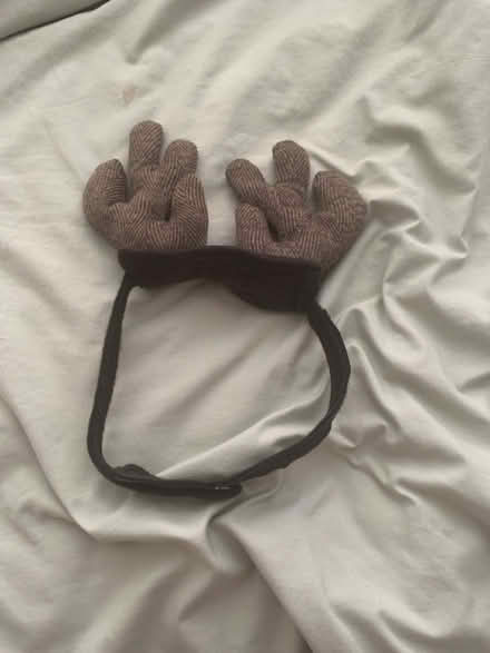 Photo of free Reindeer antlers for a dog (M32) #1