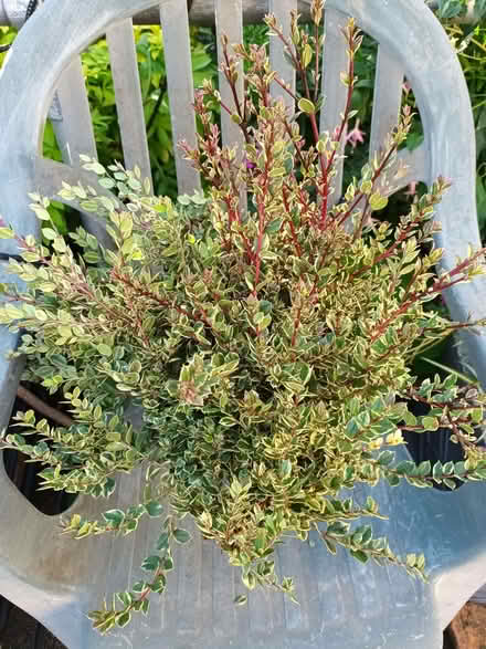 Photo of free Myrtle (Hockley Port B18) #2