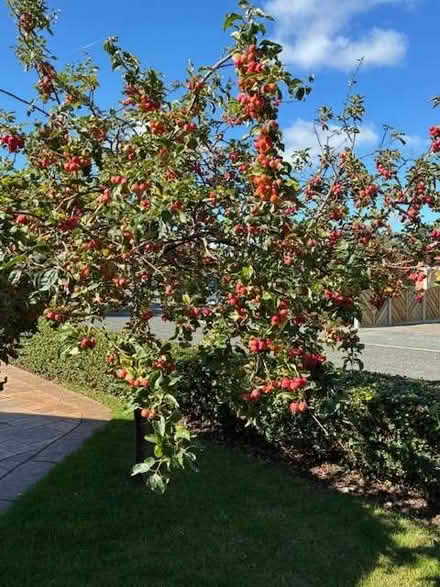 Photo of free Crab Apples (Lache CH4) #1