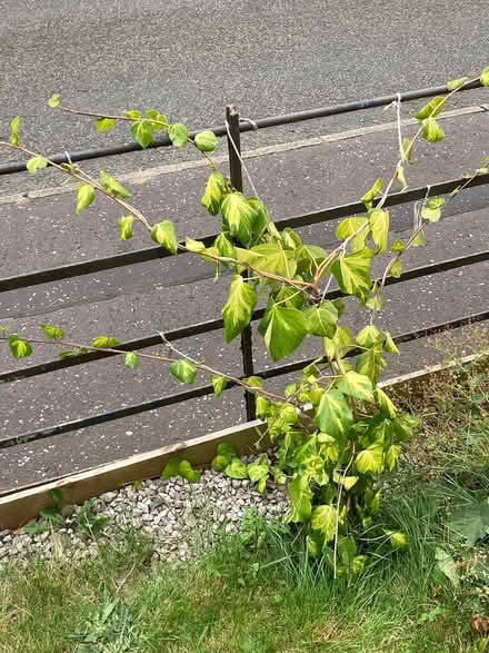 Photo of free Persian ivy plant (Dundee DD3) #1