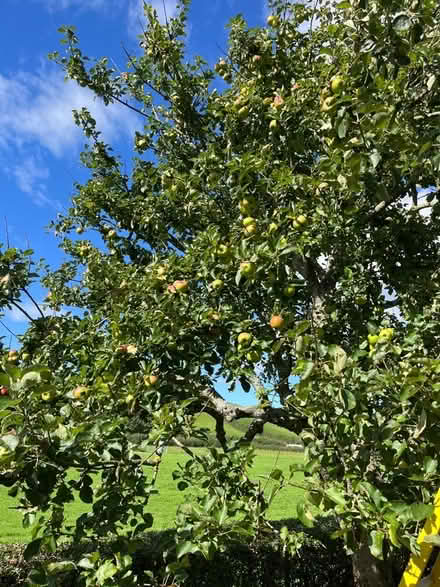 Photo of free Bramley cooking apples (Crooklands LA7) #2