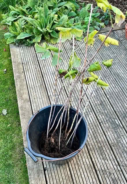 Photo of free Raspberry canes (Hatfield AL10) #2