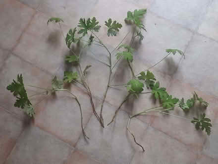 Photo of free Cuttings from houseplants (Roseburn EH12) #1