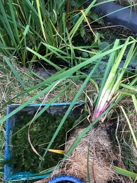 Photo of free Yellow Pond Irises (Teignmouth TQ14) #2