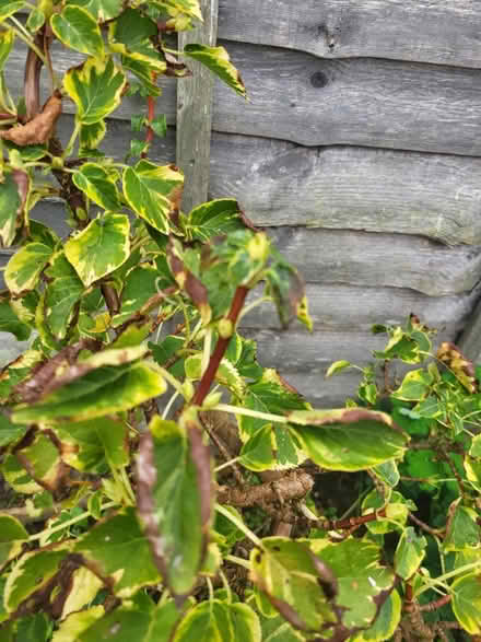 Photo of free Hydrangea 0.5m tall (Fittleworth RH20) #4