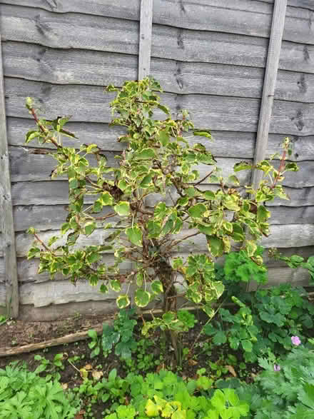 Photo of free Hydrangea 0.5m tall (Fittleworth RH20) #2