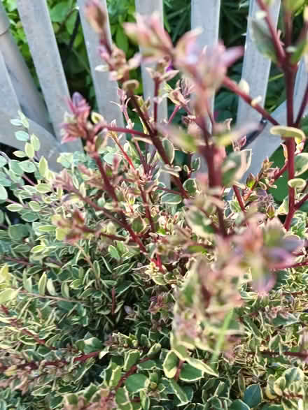 Photo of free Myrtle (Hockley Port B18) #1