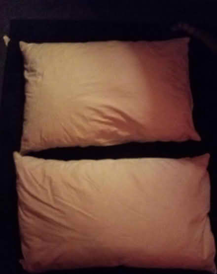 Photo of free two duck feather pillows (G20 Glasgow Maryhill) #1
