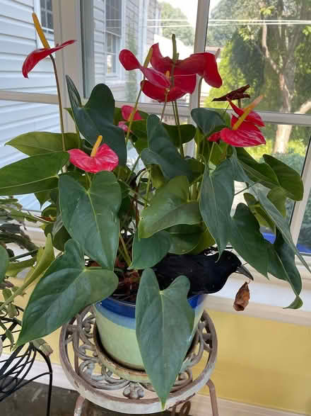 Photo of free Flamingo Lily - houseplant (Bloomfield) #1