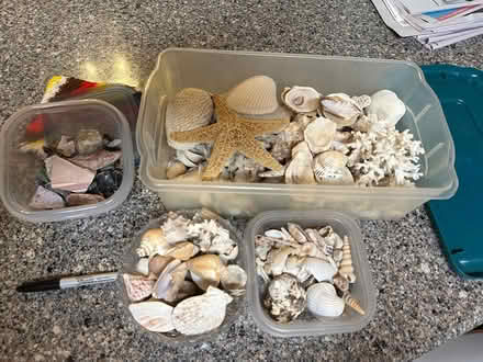 Photo of free Shell Collection (South Bowie) #1