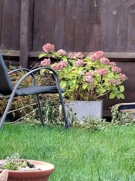 Photo of free Hydrangea (Bilton CV22) #1
