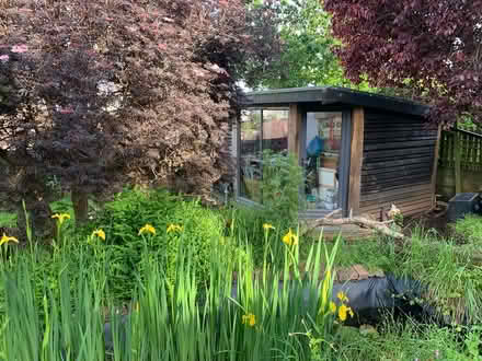 Photo of free Yellow Pond Irises (Teignmouth TQ14) #1