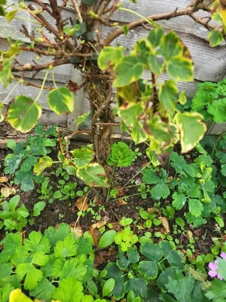 Photo of free Hydrangea 0.5m tall (Fittleworth RH20) #1