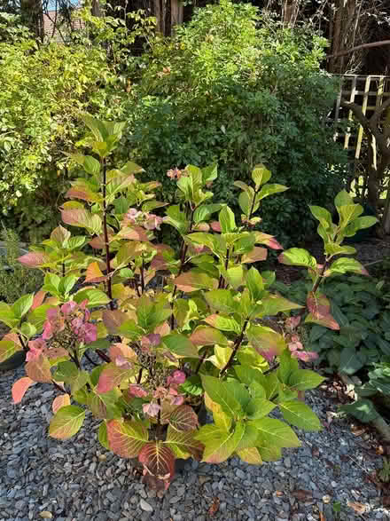Photo of free Hydrangea plant in pot (Madeley, Telford) #1