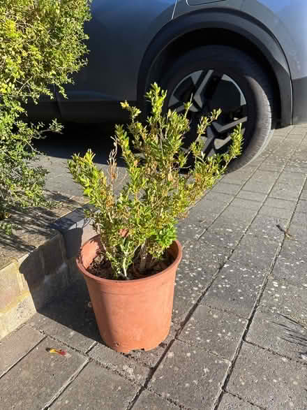 Photo of free Hedge plant - box? (WGC) #2