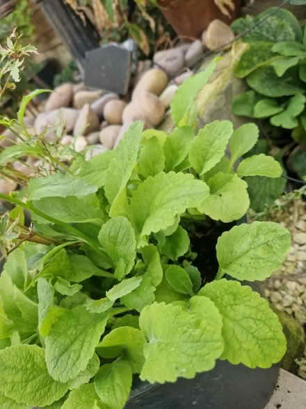 Photo of free Fox glove seedlings (SN2 Cricklade Road) #1